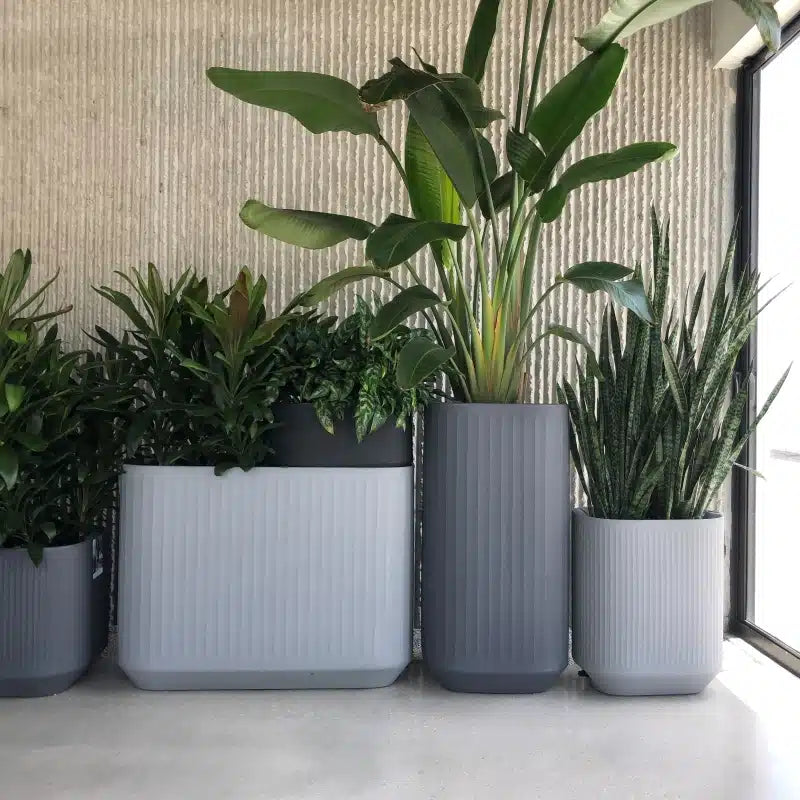 mod house plants Mod Tall Square – NIDO HOME
