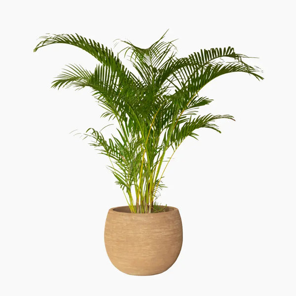 Saya Plant Pot Round