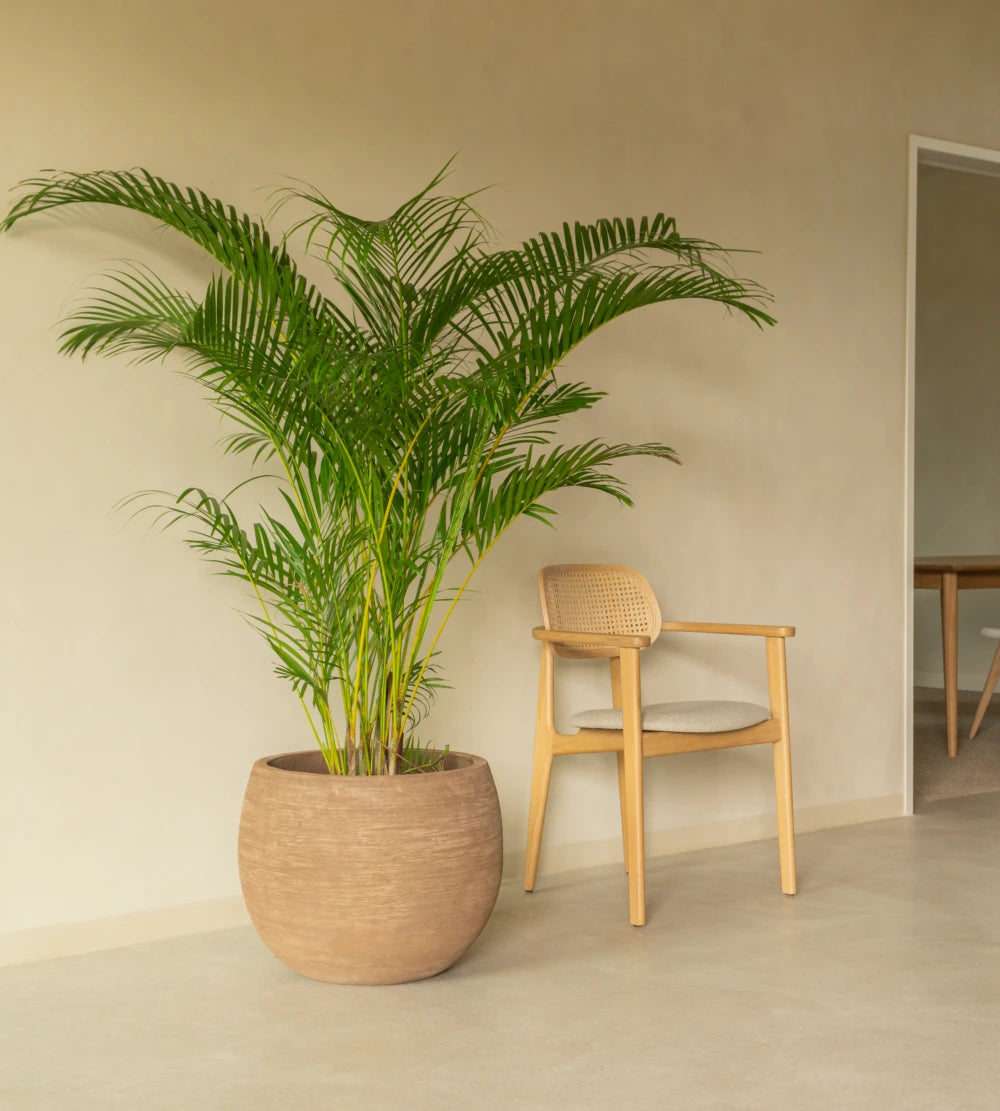 Saya Plant Pot Round