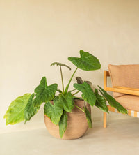 Saya Plant Pot Round