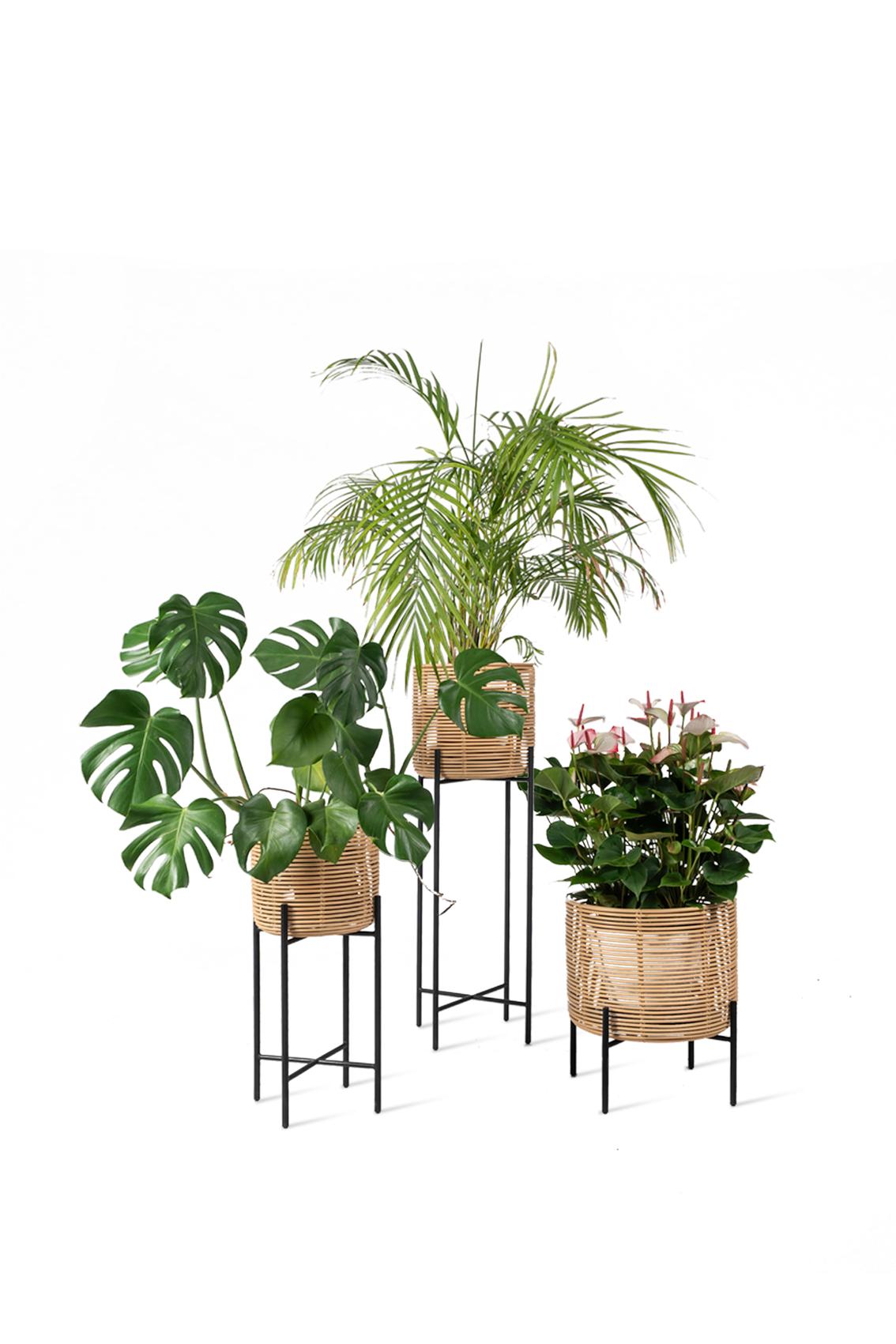 Vincent Sheppard Vivi Plant Stand plant group manufacturer photograph