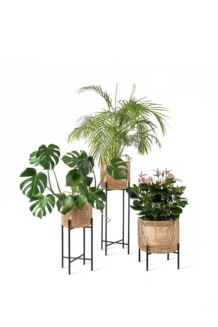 Vincent Sheppard Vivi Plant Stand plant group manufacturer photograph