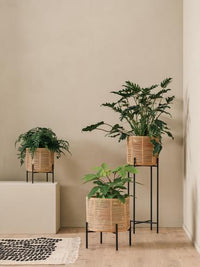 Vincent Sheppard Vivi Plant Stand plant lifestyle 1 manufacturer photograph